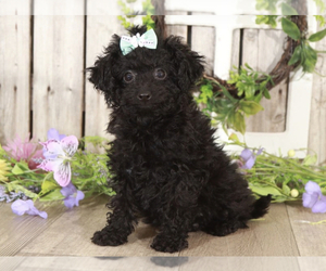Poodle (Miniature) Puppy for sale in MOUNT VERNON, OH, USA
