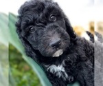 Puppy Fudge Irish Doodle