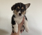 Puppy Male 4 Pembroke Welsh Corgi