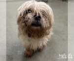 Small #3 Pekingese Mix