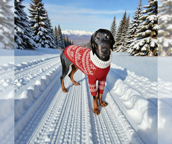 Medium Photo #1 Doberman Pinscher Puppy For Sale in MIDWAY, UT, USA