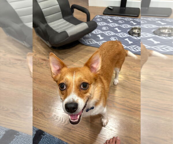 Medium Photo #3 Pembroke Welsh Corgi-Unknown Mix Puppy For Sale in Denver , CO, USA