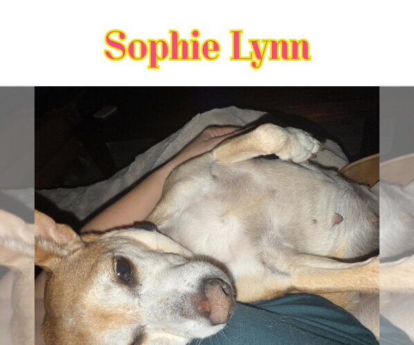 Medium Photo #30 Chiweenie Puppy For Sale in San Antonio, TX, USA