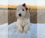 Small Photo #2 Goldendoodle Puppy For Sale in PORTERVILLE, CA, USA