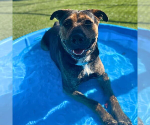 Medium Photo #15 Mutt Puppy For Sale in Mount Laurel, NJ, USA