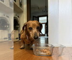 Molly - Female Dachshund Dog for Adoption - Small photo
