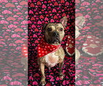 Small Photo #5 Bulldog-Unknown Mix Puppy For Sale in Germantown, OH, USA