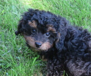 Poodle (Toy) Puppy for sale in HANCOCK, MN, USA