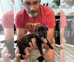 Small Photo #20 Cane Corso Puppy For Sale in REEVESVILLE, SC, USA