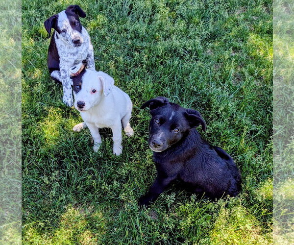 Medium Photo #10 Border Collie-Unknown Mix Puppy For Sale in Sandy, UT, USA