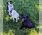 Small #9 Border Collie Mix
