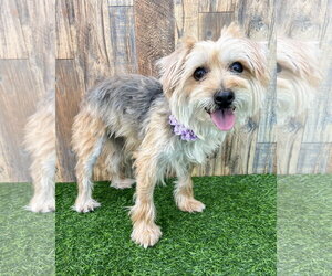 Mutt Dogs for adoption in Corona, CA, USA