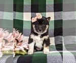 Small Photo #1 Shiba Inu Puppy For Sale in PEACH BOTTOM, PA, USA