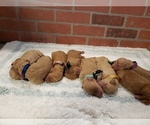 Small Photo #6 Goldendoodle Puppy For Sale in GRANTSVILLE, UT, USA