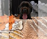 Puppy Ozzy Golden Labrador