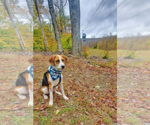 Medium Photo #21 Beagle-Unknown Mix Puppy For Sale in Fultonham, NY, USA