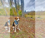 Small #20 Beagle Mix