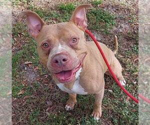 American Staffordshire Terrier-Unknown Mix Dogs for adoption in Fort Lauderdale, FL, USA