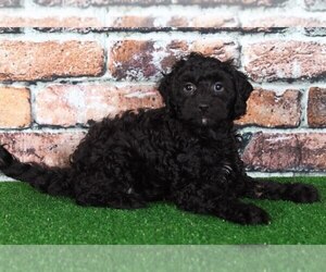 Sheltidoodle Puppy for sale in BEL AIR, MD, USA