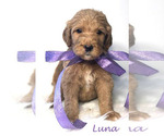 Small Photo #17 Goldendoodle Puppy For Sale in DEMOPOLIS, AL, USA