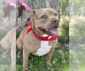 American Pit Bull Terrier-Unknown Mix Dogs for adoption in Euless, TX, USA