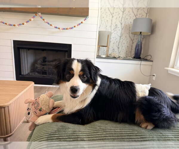 Medium Photo #4 Australian Shepherd-Unknown Mix Puppy For Sale in Mooresville, NC, USA