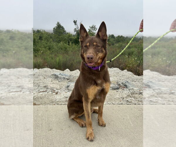 Medium Photo #3 Siberian Husky-Unknown Mix Puppy For Sale in Dana Point, CA, USA