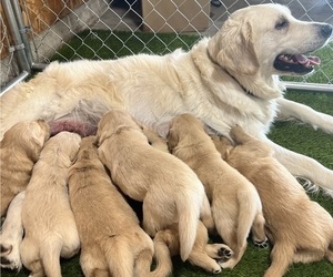 Golden Retriever Litter for sale in BURLINGTON, WI, USA