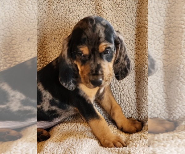 Medium Photo #7 Bloodhound-Catahoula Leopard Dog Mix Puppy For Sale in CUMBY, TX, USA
