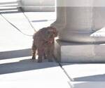 Small Photo #4 Goldendoodle-Unknown Mix Puppy For Sale in FULLERTON, CA, USA