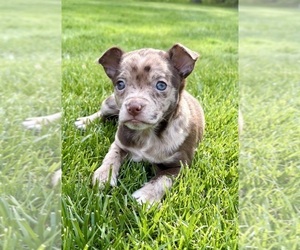 Chihuahua Puppy for Sale in FAIR HAVEN, Michigan USA