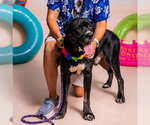 Small Photo #4 Rottweiler-Unknown Mix Puppy For Sale in Orlando, FL, USA