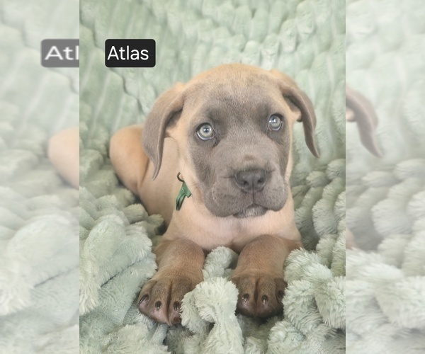 Medium Photo #2 Cane Corso Puppy For Sale in MINERAL WELLS, WV, USA
