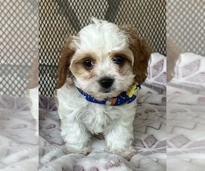 Cavapoo Puppy for sale in INGRAM, TX, USA