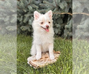 Pomeranian Puppy for sale in MIDDLEBURY, IN, USA