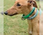 Small Greyhound