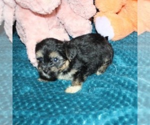 Havashire Puppy for sale in THAYER, KS, USA
