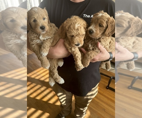 Medium Photo #6 Goldendoodle (Miniature) Puppy For Sale in PUYALLUP, WA, USA