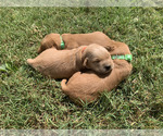 Small #4 Golden Retriever