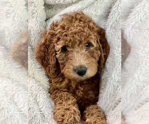 Miniature Labradoodle Puppy for sale in RENO, NV, USA