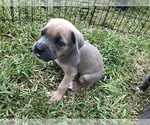 Small Photo #33 Cane Corso Puppy For Sale in ROYAL PALM BEACH, FL, USA