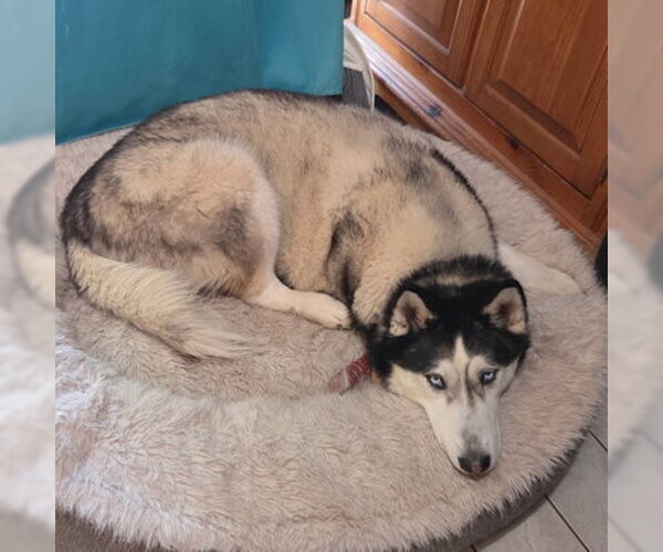 Medium Photo #2 Siberian Husky Puppy For Sale in Omaha, NE, USA