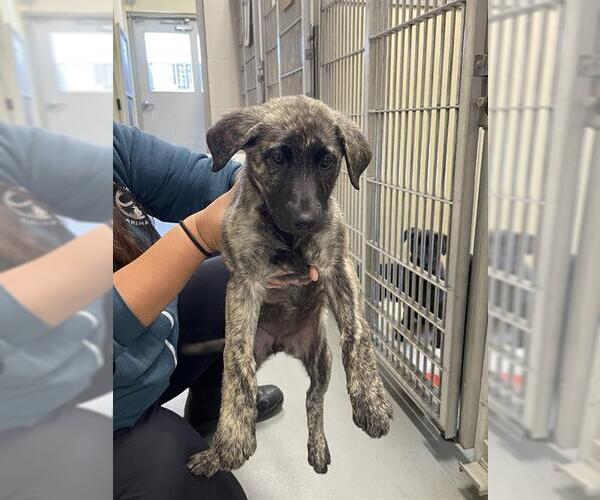 Medium Photo #1 Labrador Retriever-Unknown Mix Puppy For Sale in Santa Cruz, CA, USA