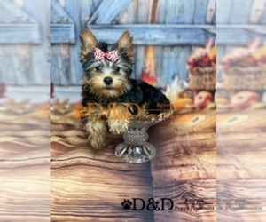 Yorkshire Terrier Puppy for sale in RIPLEY, MS, USA