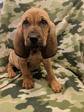 Medium Photo #3 Bloodhound Puppy For Sale in FAYETTEVILLE, NC, USA