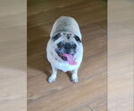 Small #1 Pug
