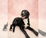 Small #6 Great Pyrenees Mix
