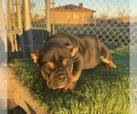 Small #27 English Bulldog