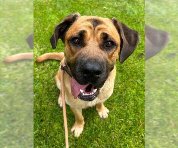 Medium Photo #1 Mastiff Puppy For Sale in Woodland, CA, USA