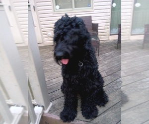 Schnauzer (Giant) Puppy for sale in CINCINNATI, OH, USA